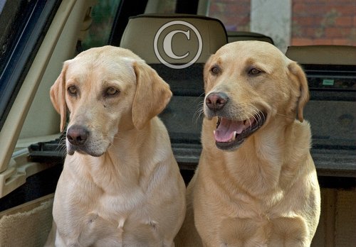 Gun Dogs  Yellow Labradors 1 DM0337